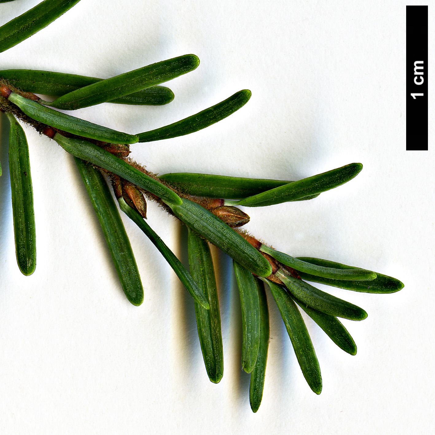 High resolution image: Family: Pinaceae - Genus: Tsuga - Taxon: mertensiana - SpeciesSub: var. jeffreyi